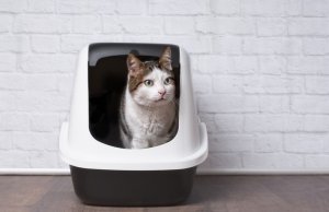 self cleaning litter box by: Fotosearch.com