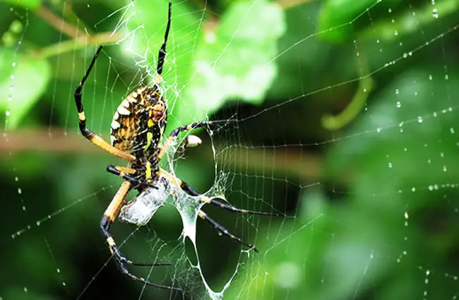 A Garden Spider wrapping her prey in silk Photo by: Katja Schulz https://creativecommons.org/licenses/by-sa/2.0/ 