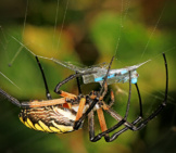 Yellow Garden Spider Photo By: Judy Gallagher Https://Creativecommons.org/Licenses/By-Sa/2.0/ 