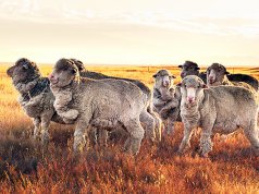 A small flock of Merinos in the sunsetPhoto by: Michael Chaberski [public domain]https://creativecommons.org/licenses/by-nd/2.0/