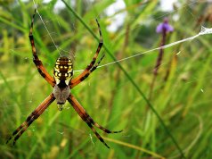 Orb Weaver spider spinning its webPhoto by: Amyhttps://creativecommons.org/licenses/by/2.0/