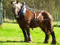 Percherons are strong animalsPhoto by: dbouteaud from Pixabayhttps://pixabay.com/photos/labour-percheron-mountain-prairie-2638425/