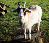 Pygmy Goat – King Of The Mountain! Photo By: Andrew Wilkinson Https://Creativecommons.org/Licenses/By-Sa/2.0/ 