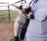 Pygmy Goat Kid Photo By: Kimberly Vardeman Https://Creativecommons.org/Licenses/By-Sa/2.0/ 