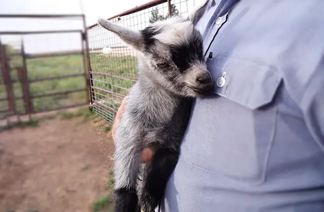 Pygmy Goat kid Photo by: Kimberly Vardeman https://creativecommons.org/licenses/by-sa/2.0/ 