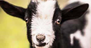 The cutest baby Pigmy GoatPhoto by: Elle E. Kay from Pixabayhttps://pixabay.com/photos/kid-goat-baby-baby-goat-cute-goat-2284915/