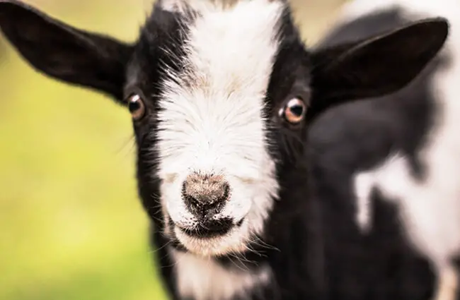 The cutest baby Pigmy GoatPhoto by: Elle E. Kay from Pixabayhttps://pixabay.com/photos/kid-goat-baby-baby-goat-cute-goat-2284915/