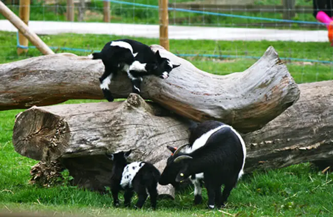 black and white baby Pygmy Goats Photo by: Glen Bowman https://creativecommons.org/licenses/by-sa/2.0/ 