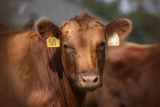 Closeup of a beautiful Red Angus cowPhoto by: U.S. Department of Agriculture [pubic domain]https://creativecommons.org/licenses/by/2.0/