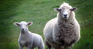 Sheep have a 300-deg field of visionPhoto by: Bernard Spragg. NZ [public domain]https://creativecommons.org/licenses/by-sa/2.0/