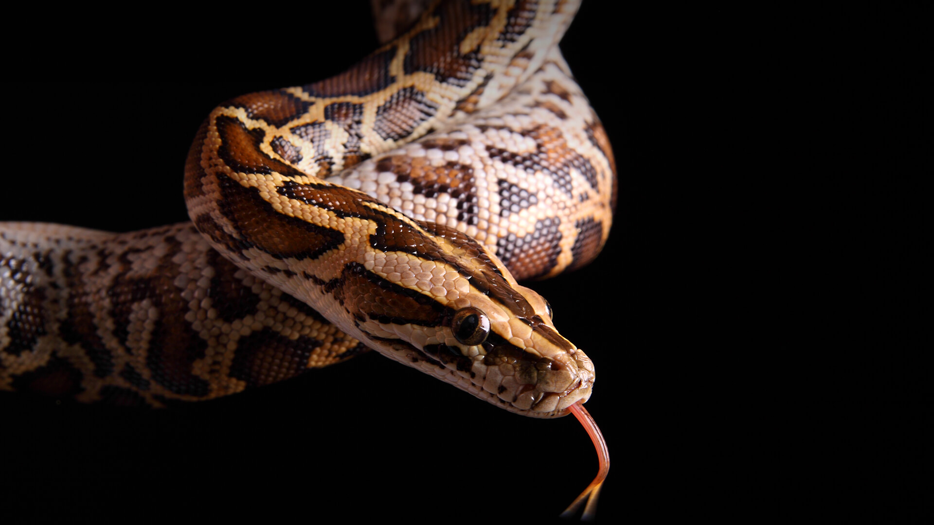 Burmeses python on black background