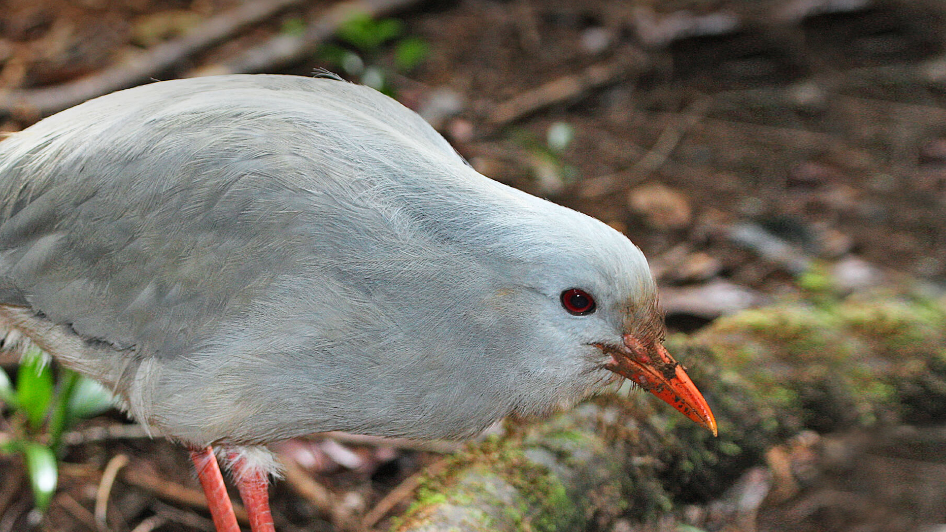 Kagu bird foraging on forest floor.