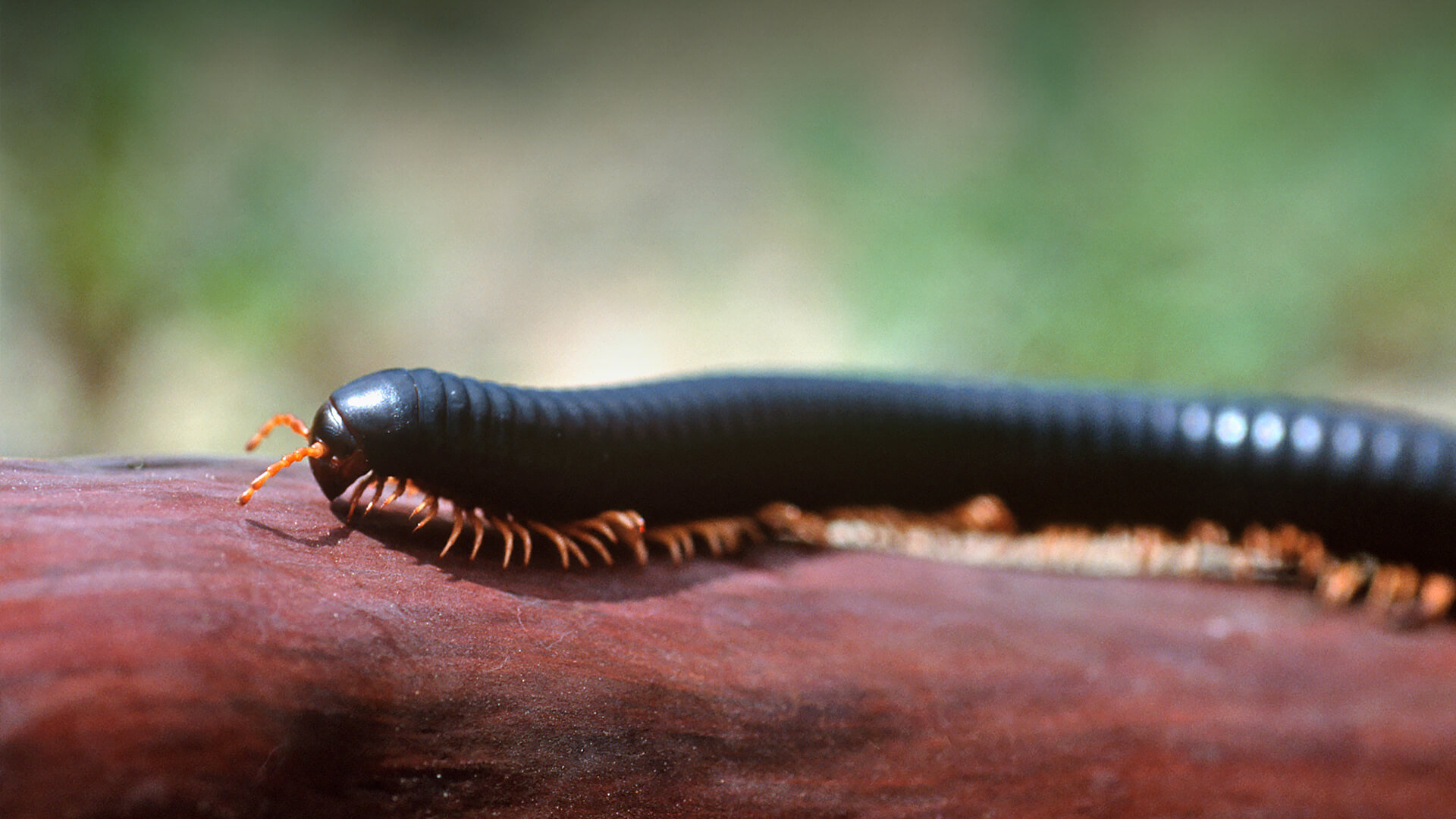 Giant African millipede walking along a wood branch