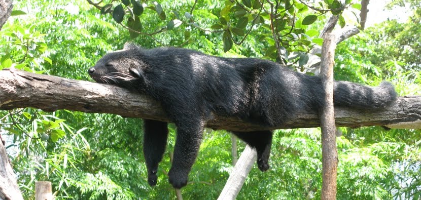 Binturong-6.jpg