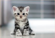 American Shorthair