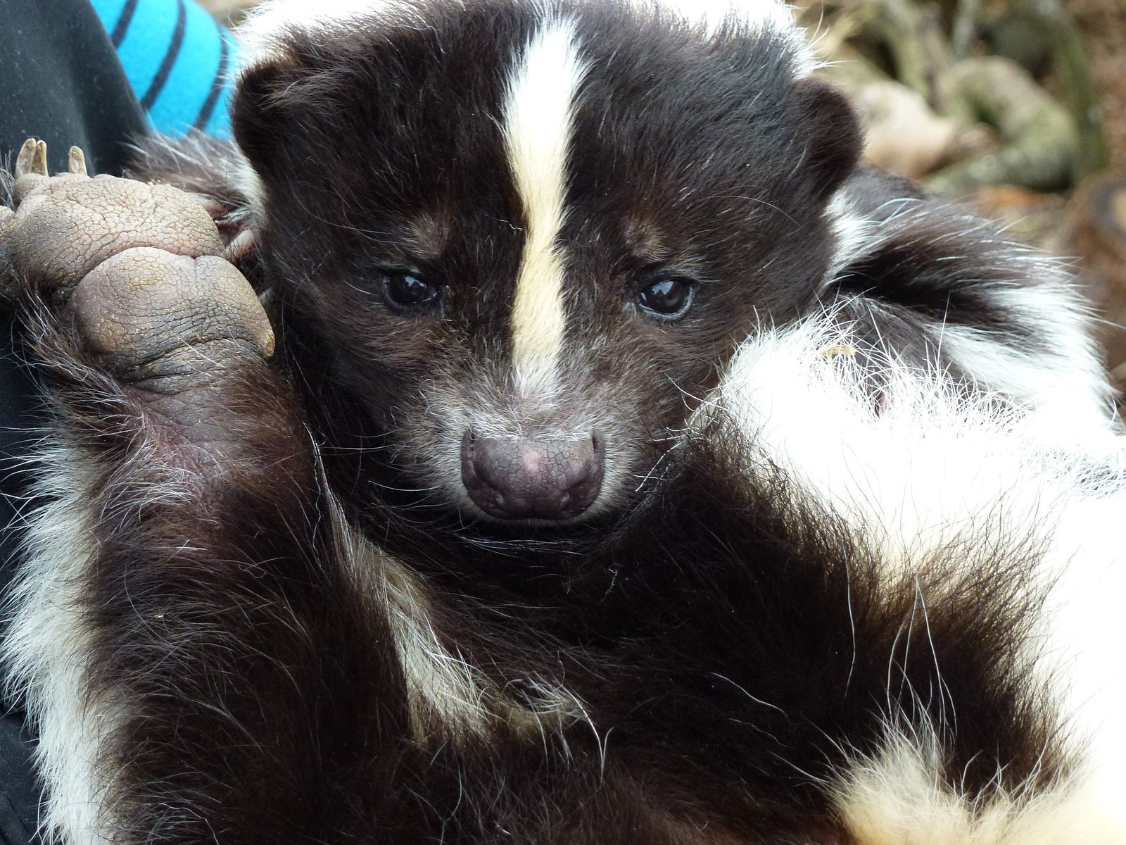 Photograph of a striped skunks face