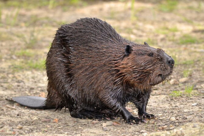 North American Beavers (Castor canadensis)