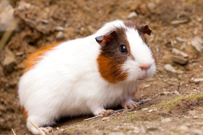 Guinea Pig (Cavia porcellus)