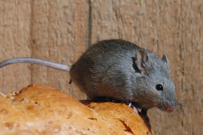 House Mouse (Mus musculus)