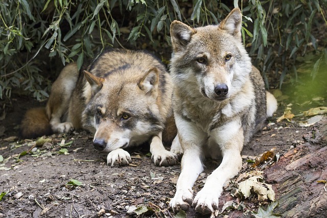 Wolves VS Huskies