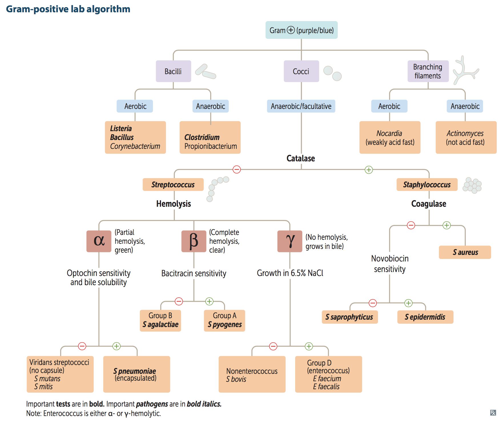 Gram Negative Rods Algorithm