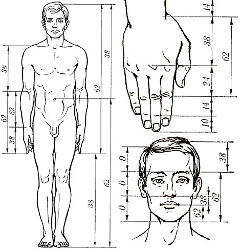 golden ratio human