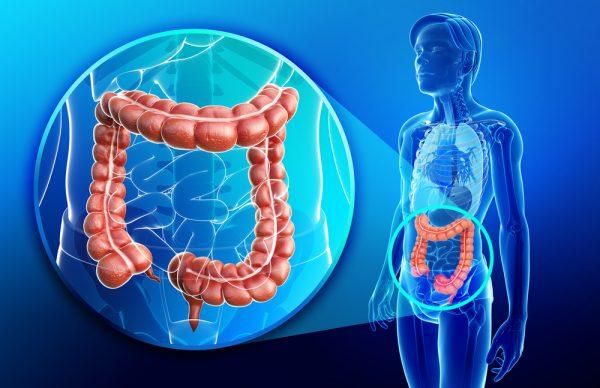 Illustration - Shutterstock | <a href="https://www.shutterstock.com/image-illustration/illustration-human-large-intestine-anatomy-206873113?src=PfGoAT29WN1A36JKFMtfxA-1-4">S K Chavan</a>