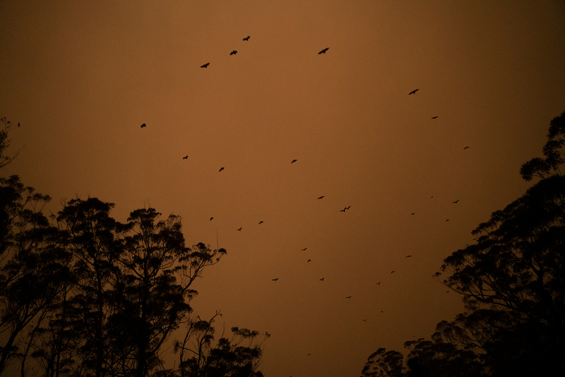 Bats fly through a smoke-filled sky above a highway between Ulladulla and Batemans Bay in New South Wales on Jan. 4. (Adam Ferguson for TIME)