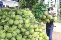 'It's so sweet yet healthy', Vietnam's famed coconut industry now eyes billion dollar markets