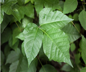 Poison Ivy Relief - Aplus Writing