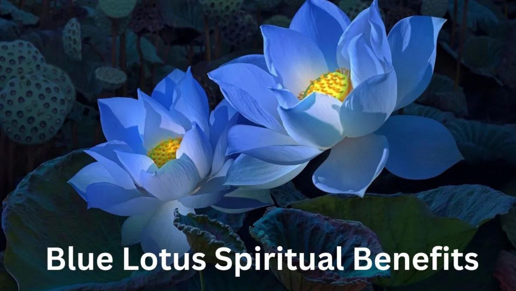 Blue Lotus in Ancient Egypt | AncientPedia