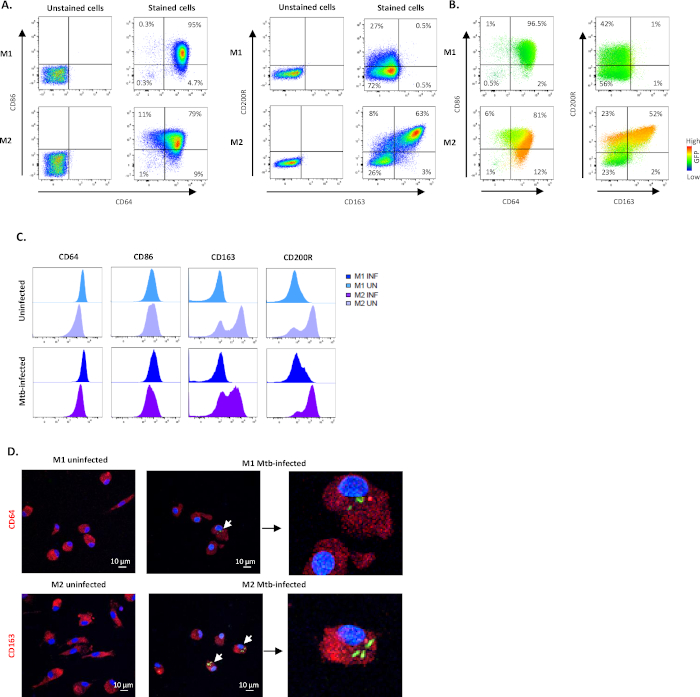 Polarization of M1 and M2 Human Monocyte-Derived Cells and Analysis ...