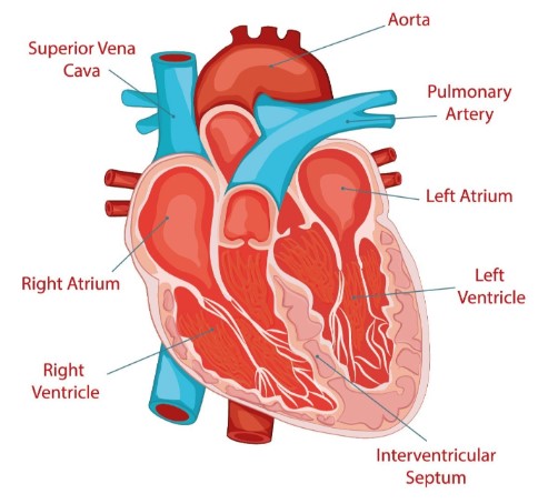 How your heart works | NHS inform