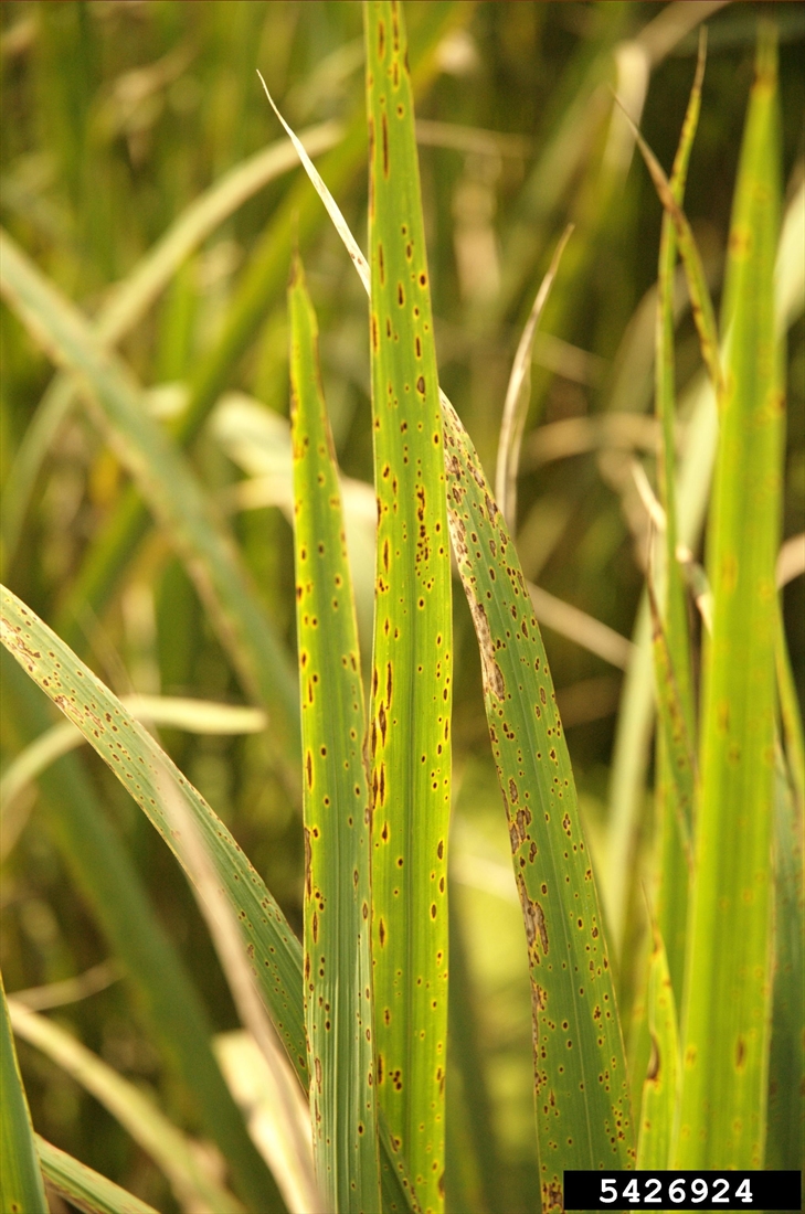 Rice brown leaf spot (427)