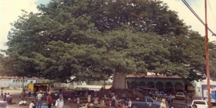 Historia de la ceiba que está en Palín, Escuintla