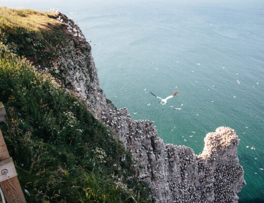 Birds on Cliffs at RSPB Bempton Cliffs in East Yorkshire