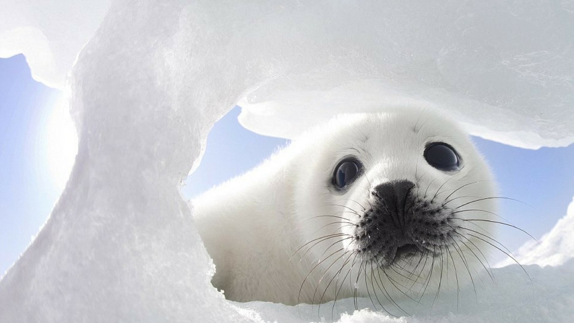 Cute Seal Wallpaper