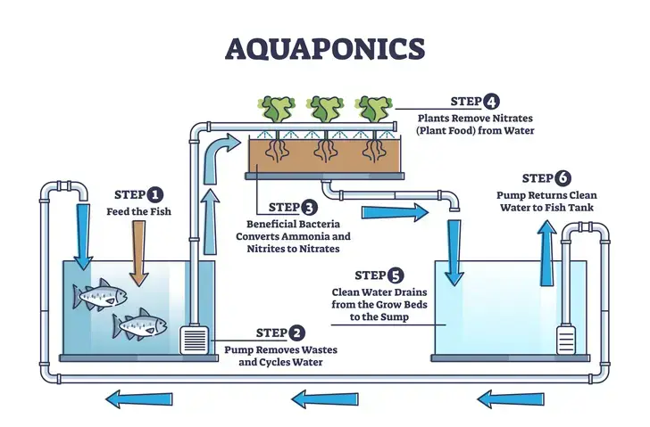 Aquaponics Illustration