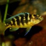 Bumblebee Cichlid