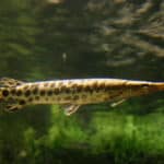 Florida Gar