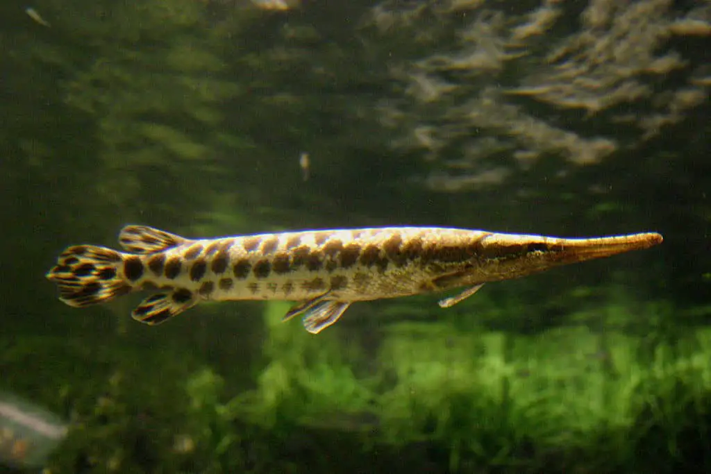 Florida Gar