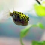 Green Spotted Puffer