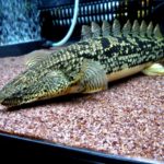 ornate-bichir