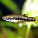 Least Killifish swimming in aquarium