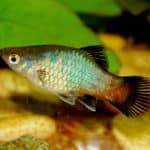 Rainbow Platy