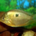 Keyhole Cichlid in Aquarium