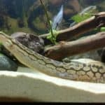 Tyre Track Eel in Aquarium