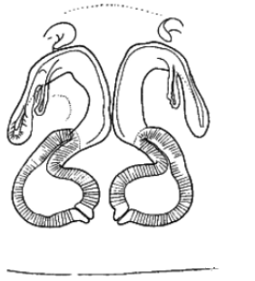 araneae - Drassyllus pumilus