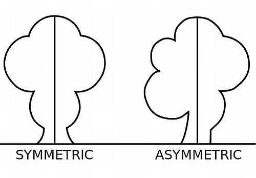 Symmetry and Asymmetry