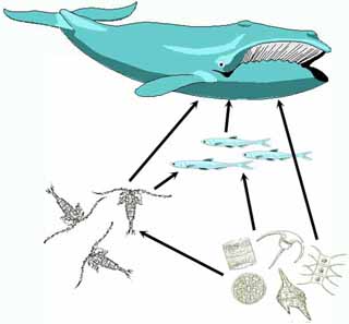 Tracing the Toxins